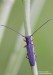 tesařík (Brouci), Phytoecia rufipes (Olivier, 1795), Cerambycidae (Coleoptera)
